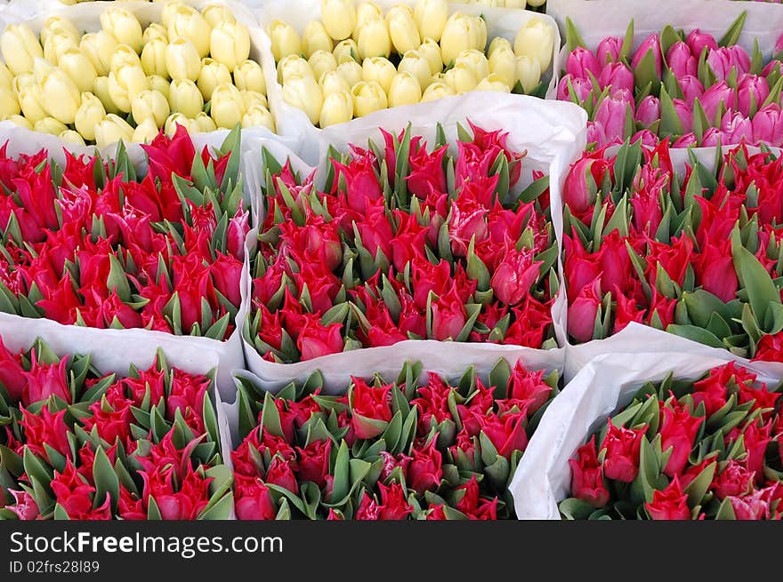 Tullips on the flower market in Amsterdam. Tullips on the flower market in Amsterdam