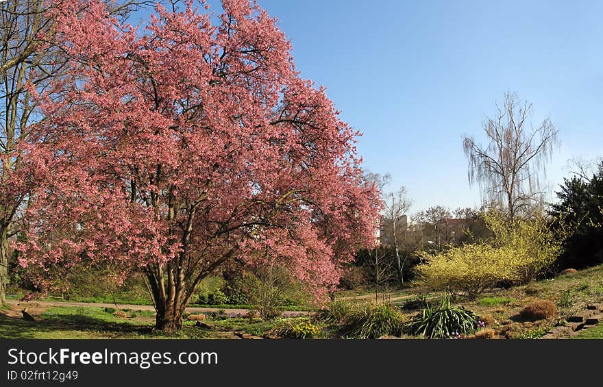 Park with flowering trees in spring