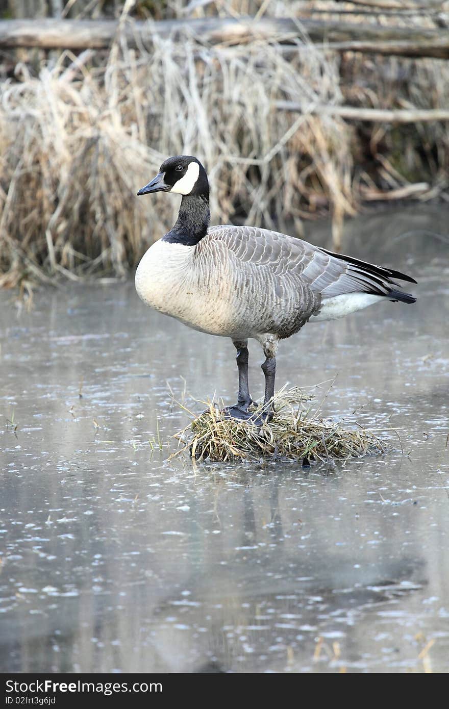 A Canadian Goose standing on a bog in a swamp surrounded by water. A Canadian Goose standing on a bog in a swamp surrounded by water.