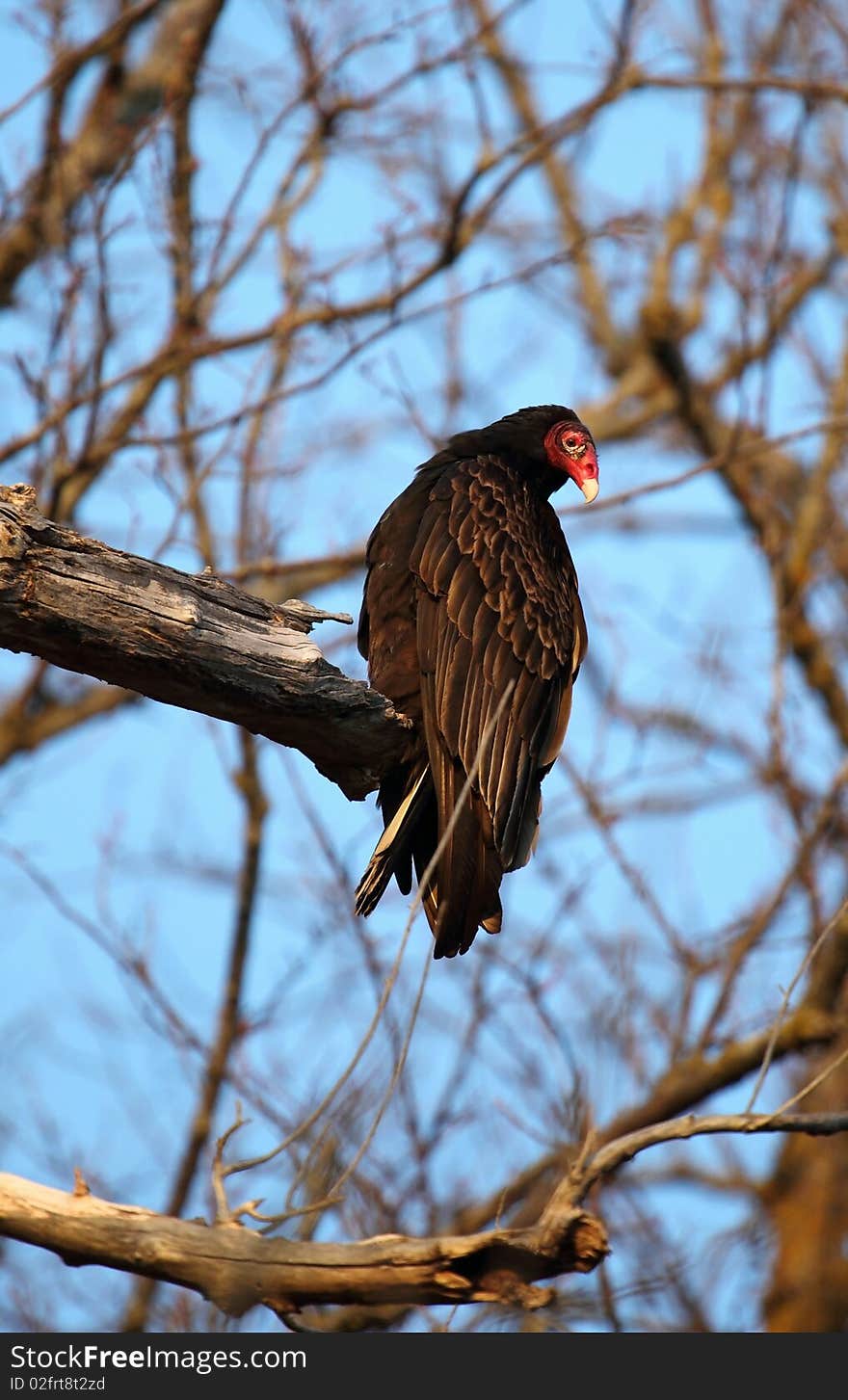 A huge black turkey vulture in a tree with a red face. A huge black turkey vulture in a tree with a red face.