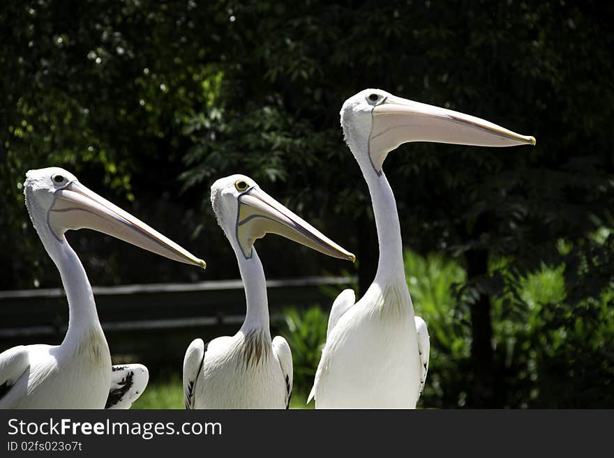 Three Pelicans