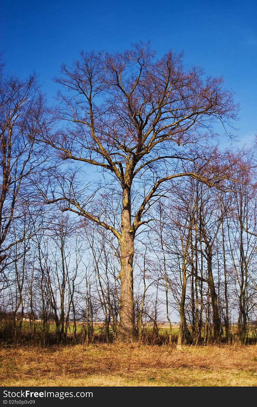 Winter landscape of young grey forest with bright blue sky. Winter landscape of young grey forest with bright blue sky