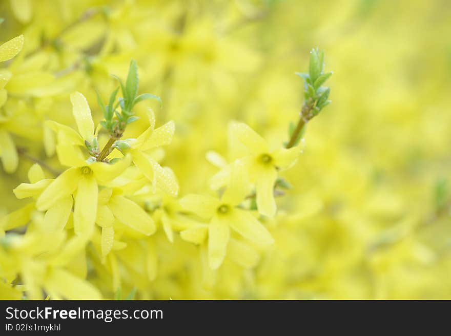 Background with yellow flowers , spring time