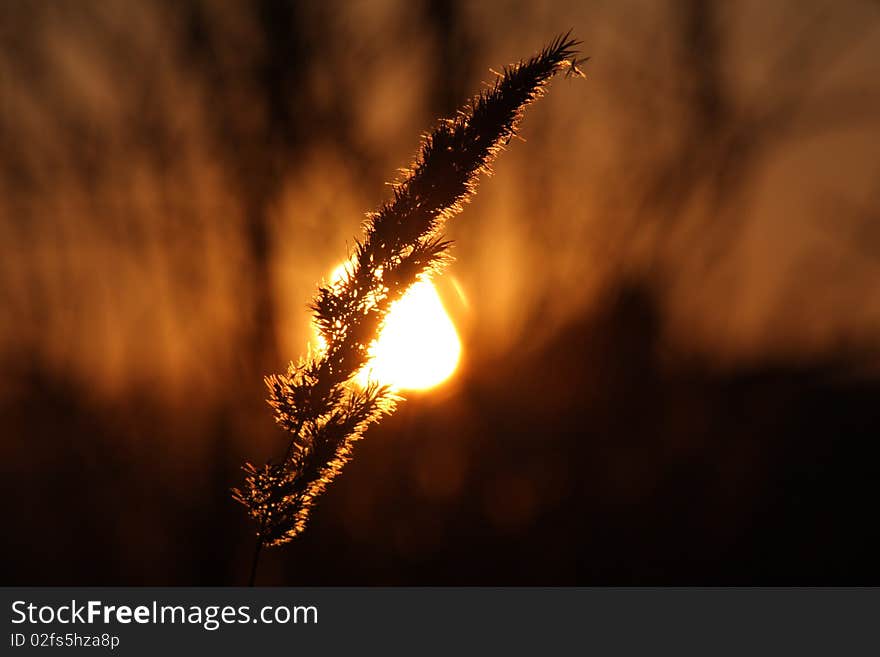 Golden grass