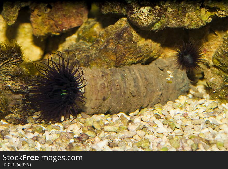 Anemone in Aquarium