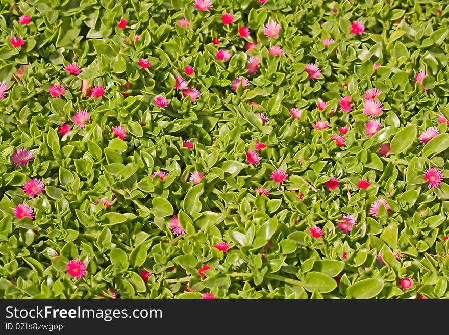 Floral Background