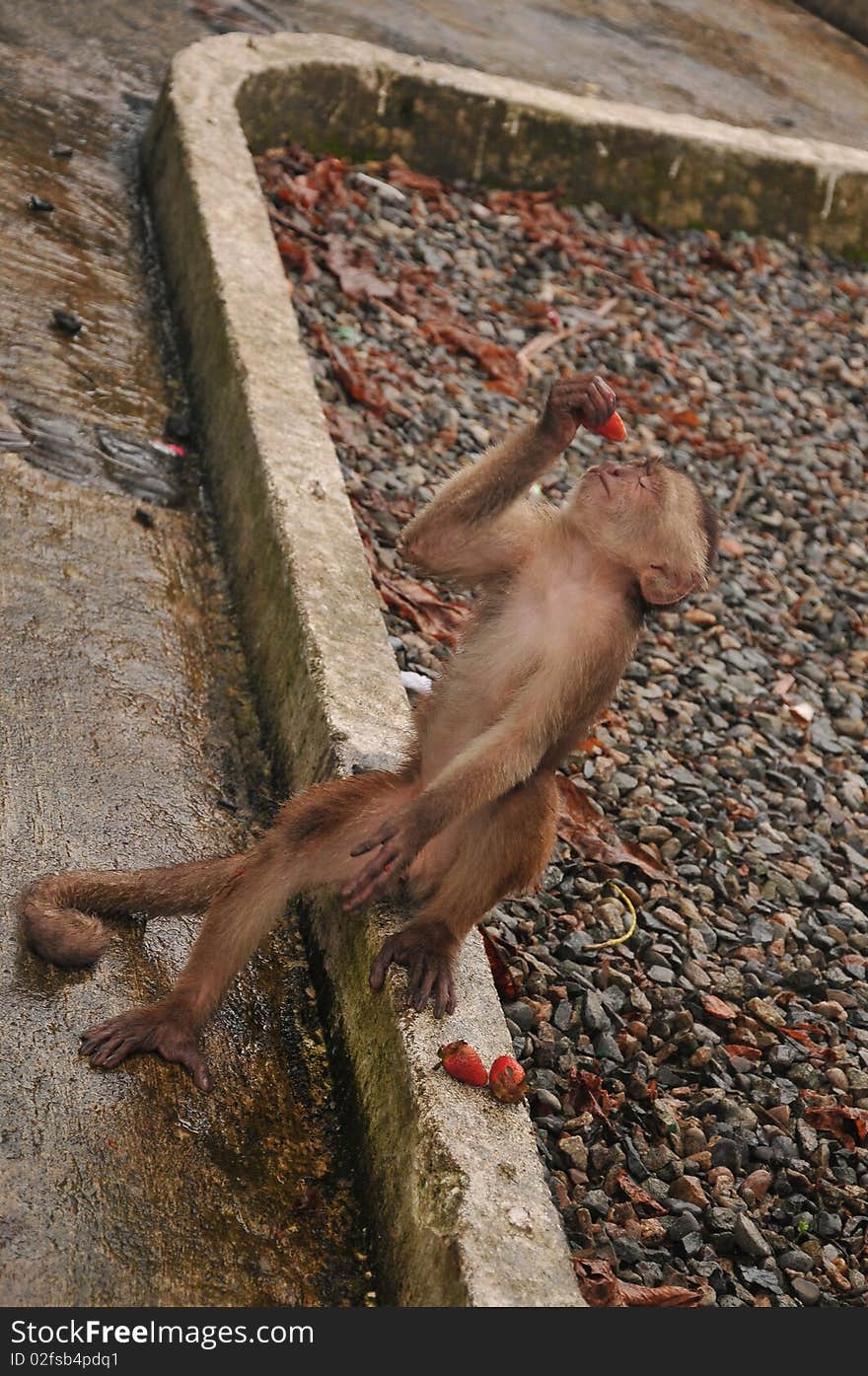 capuchin monkey with red strawberry. capuchin monkey with red strawberry