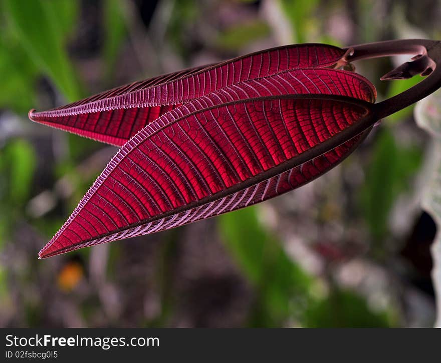 Closeup of red Plant leaves