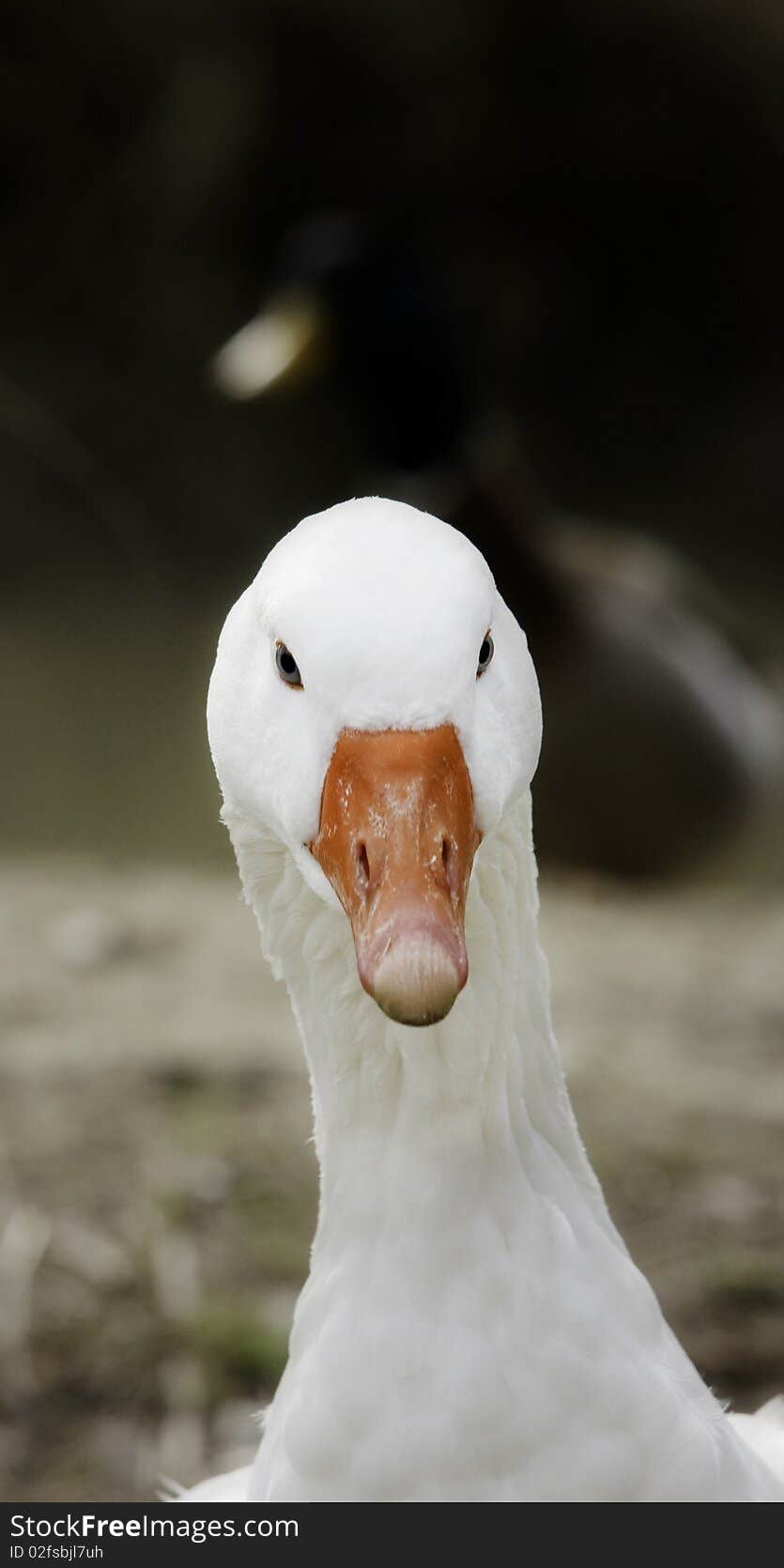 Goose portrait