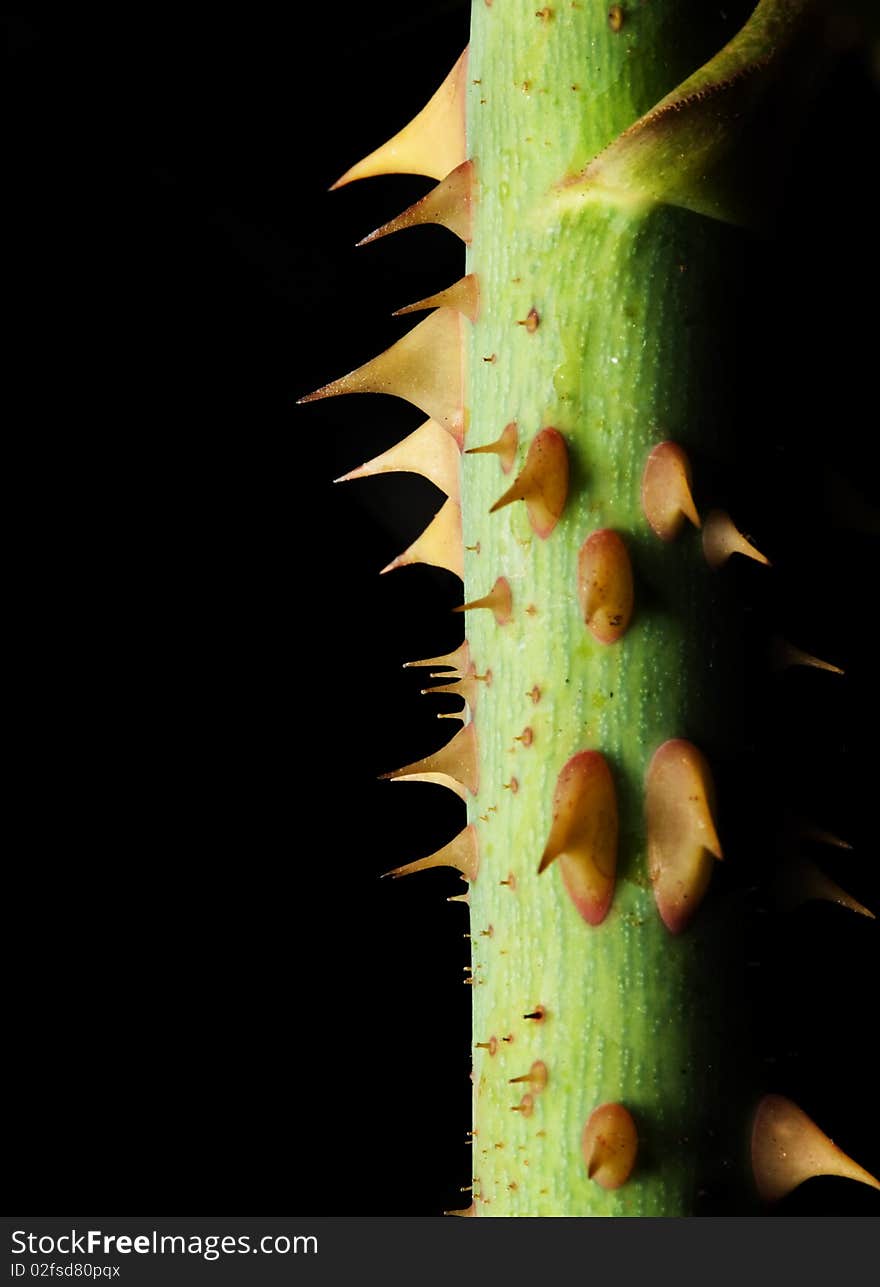 A thorny rose bush stem against black. A thorny rose bush stem against black.