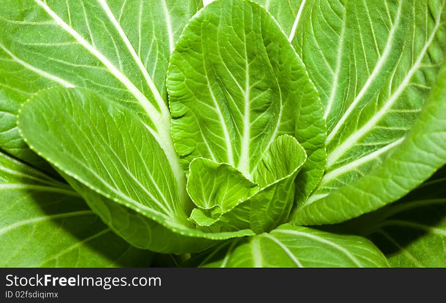 A large leafed lettuce, still growing in the ground. A large leafed lettuce, still growing in the ground.