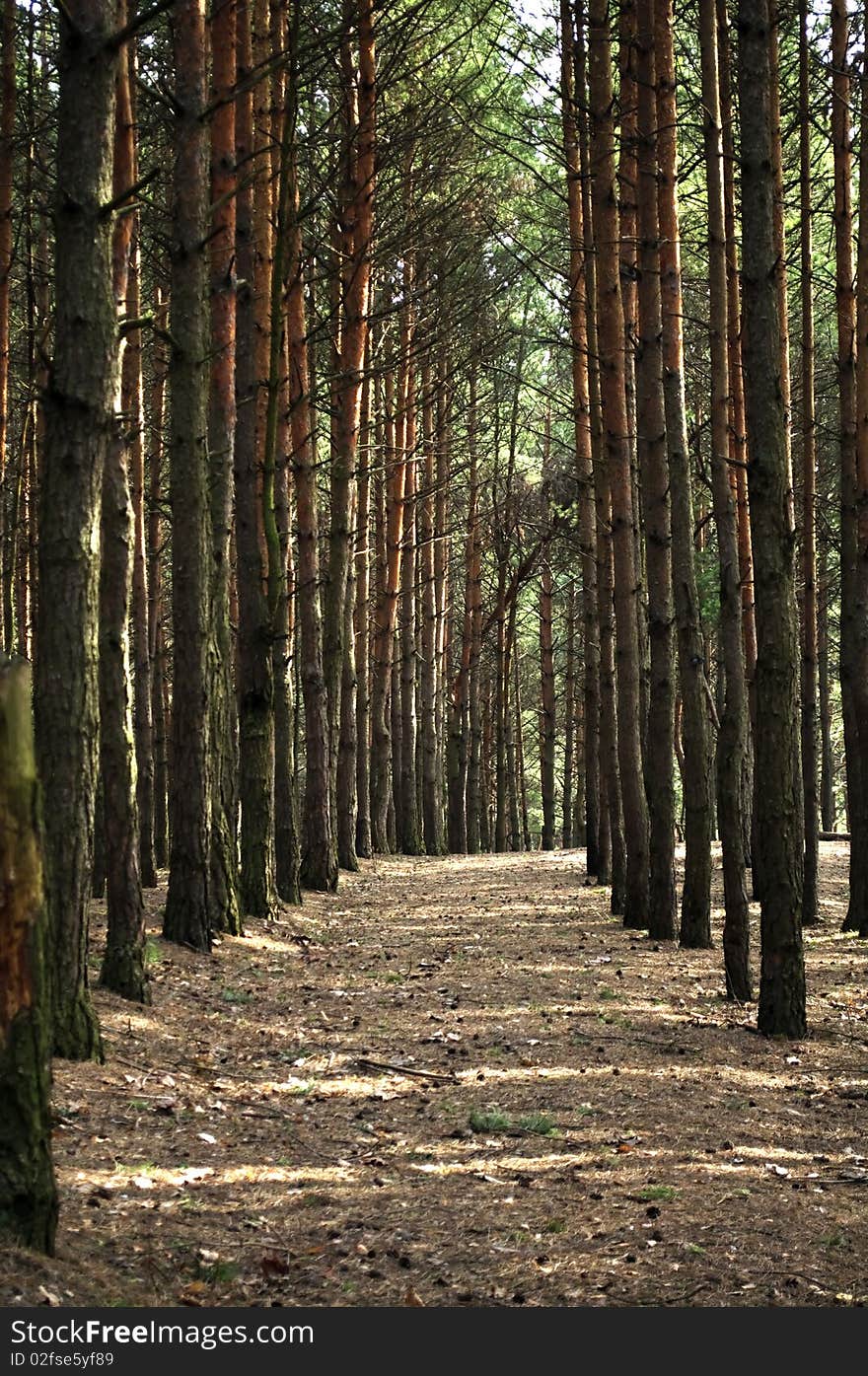 A beautiful pine forest in early spring