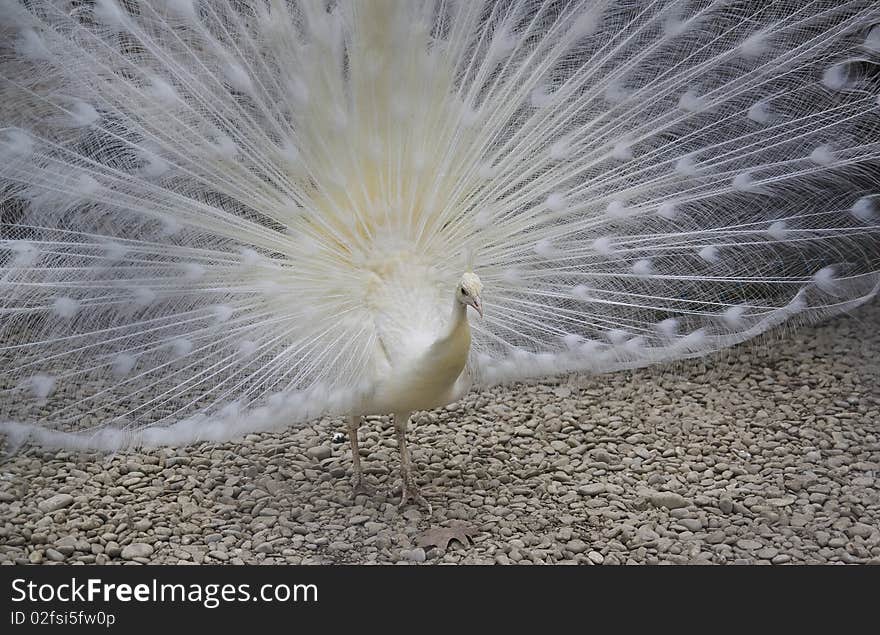 White Peacock