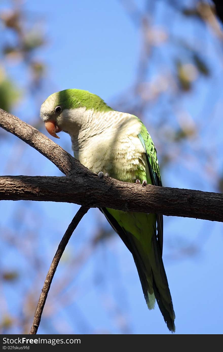 An urban parrot sitting on a tree branch