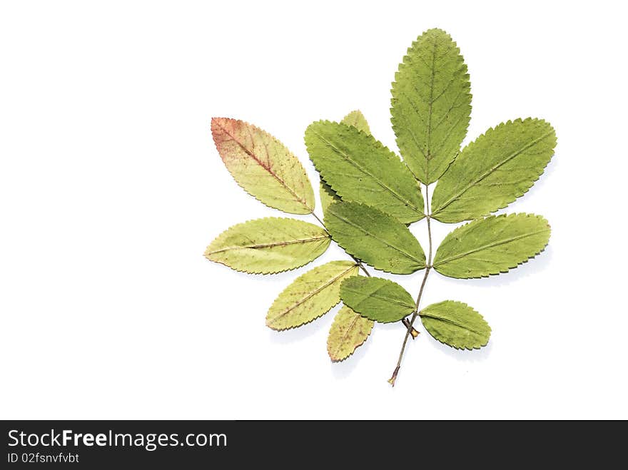 Dry leaves of a mountain ash