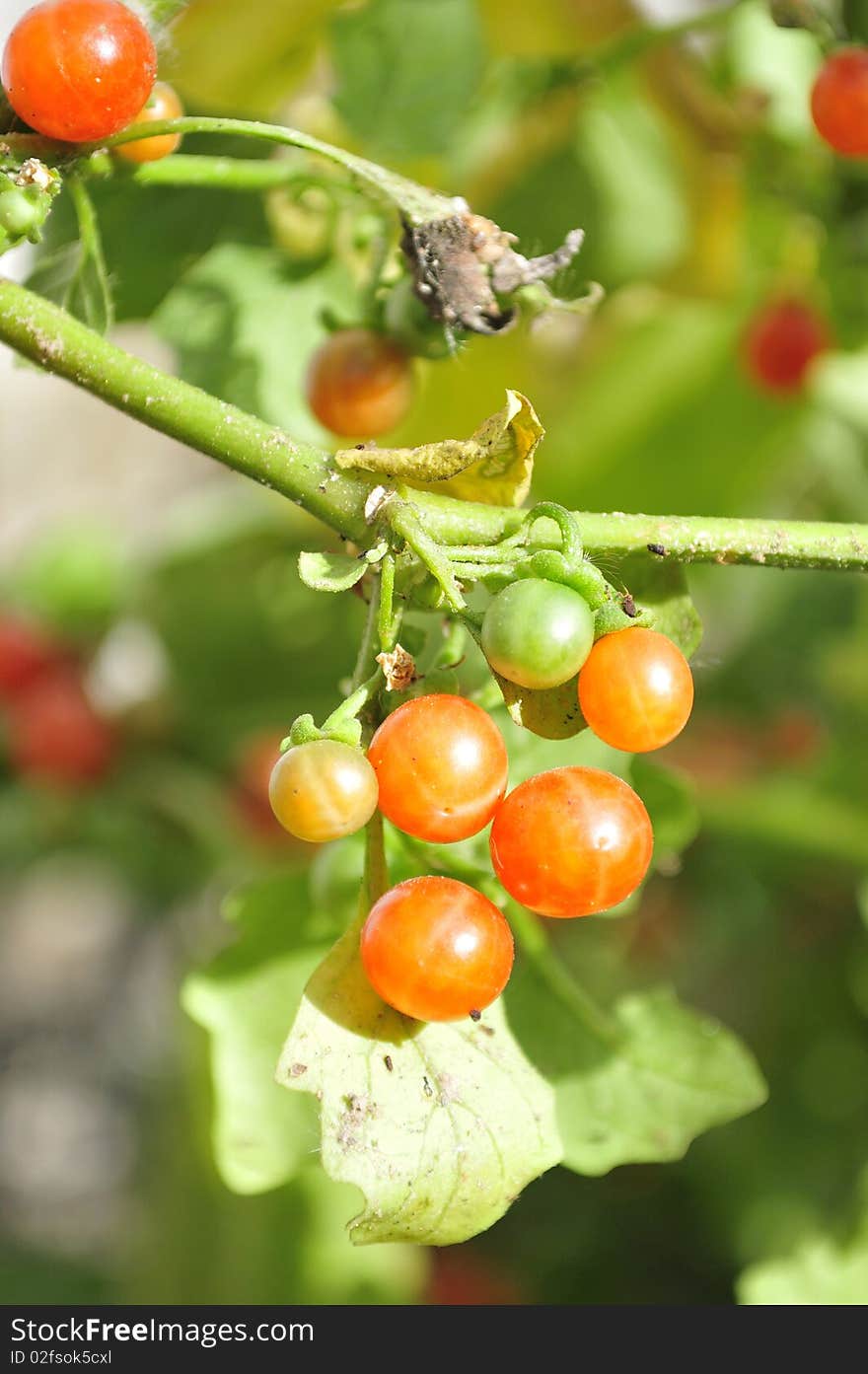 Red wild berries