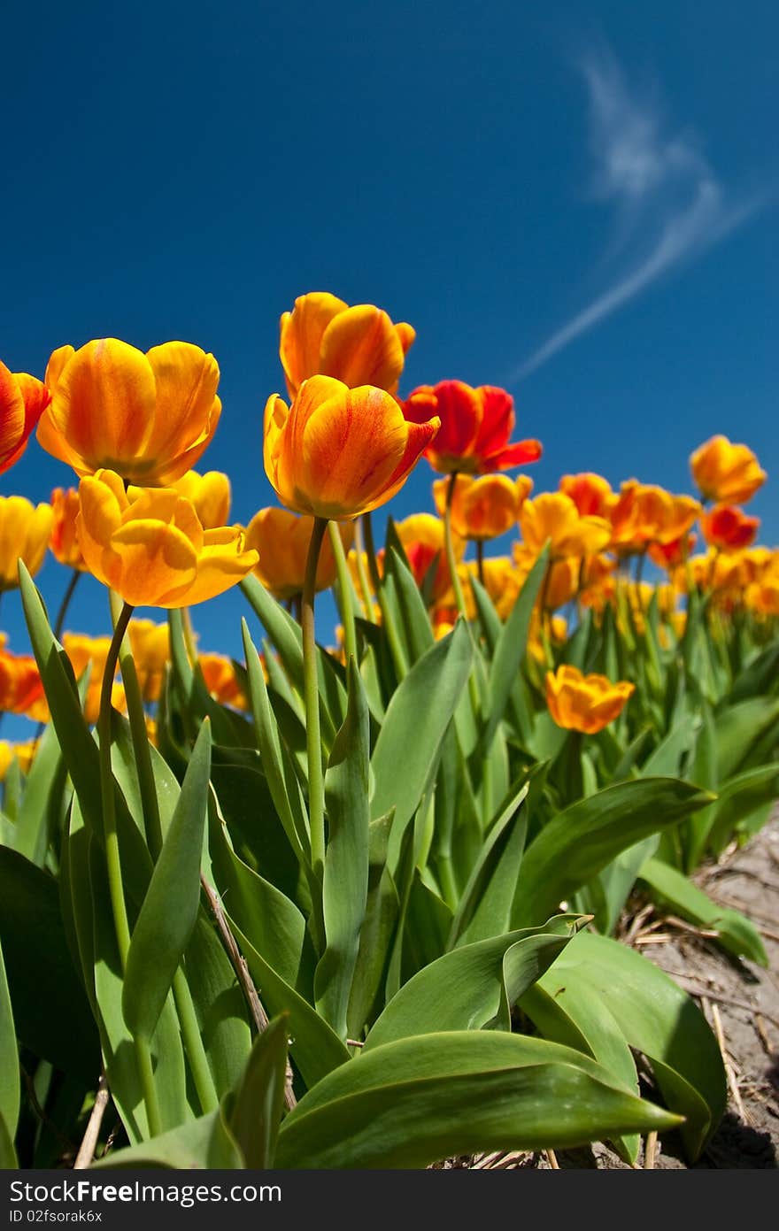 Beautifull flower field in the netherlands, near the keukenhof. Beautifull flower field in the netherlands, near the keukenhof