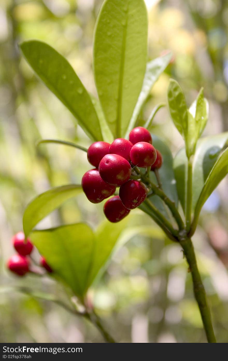 Red Berries at Portmeirion