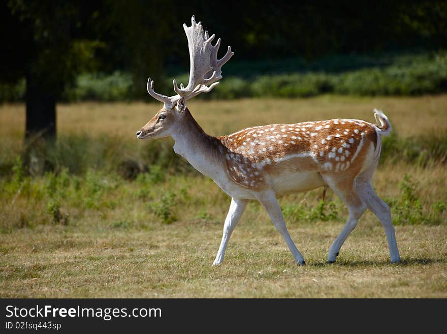 Japanese deer in a park