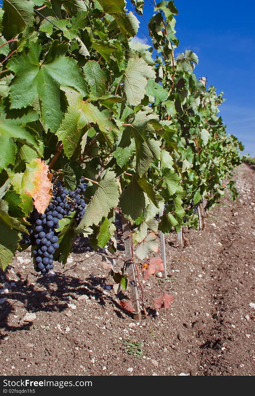 Grape And Cluster