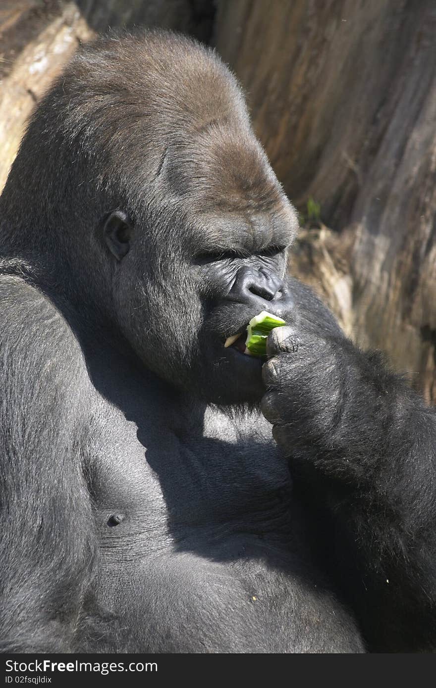 Adult male Gorilla