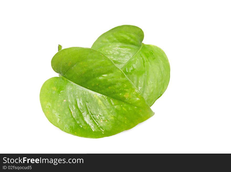 Money plant leaves isolated on white background.