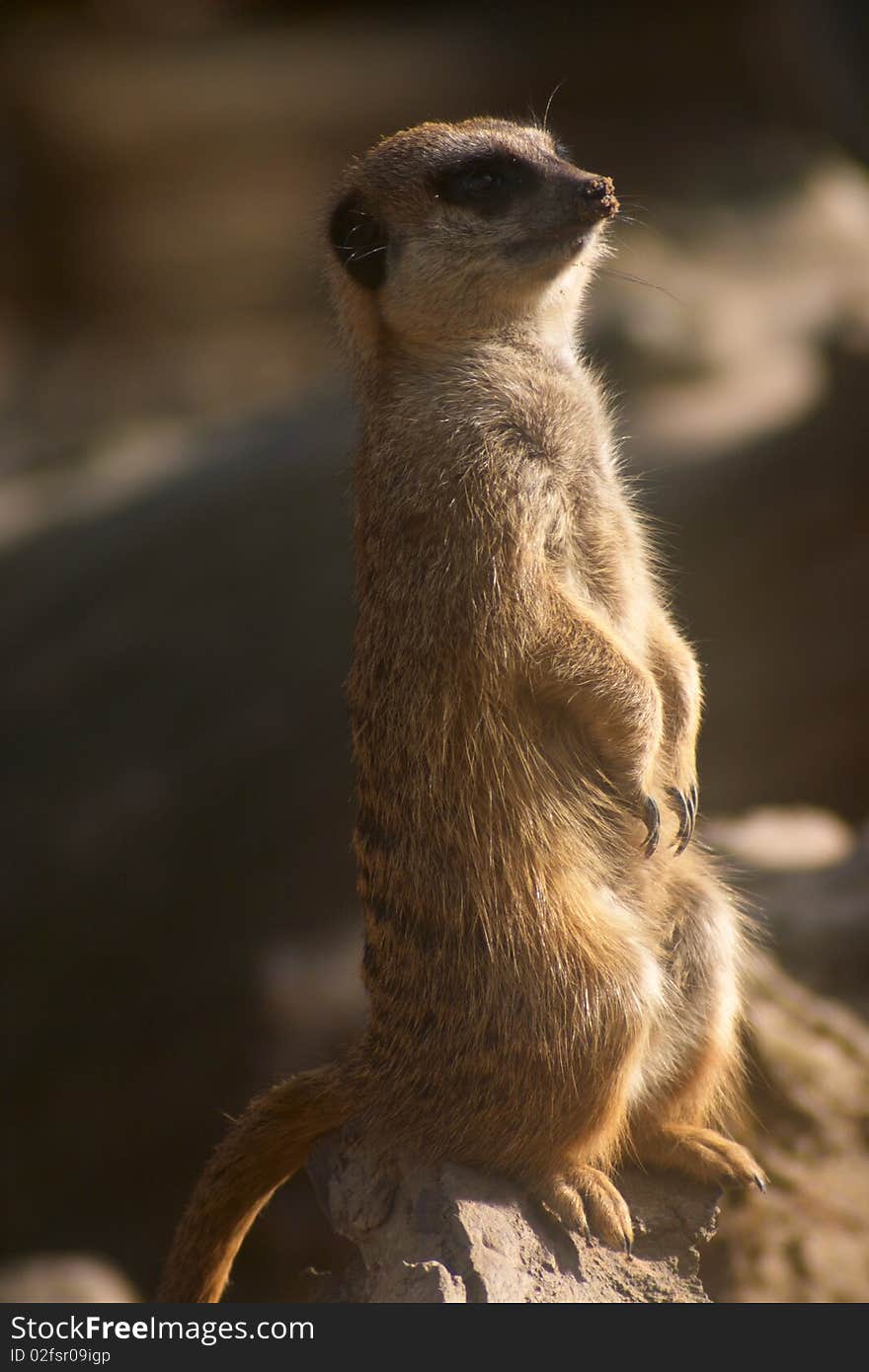 Suricata sitting on a big stone