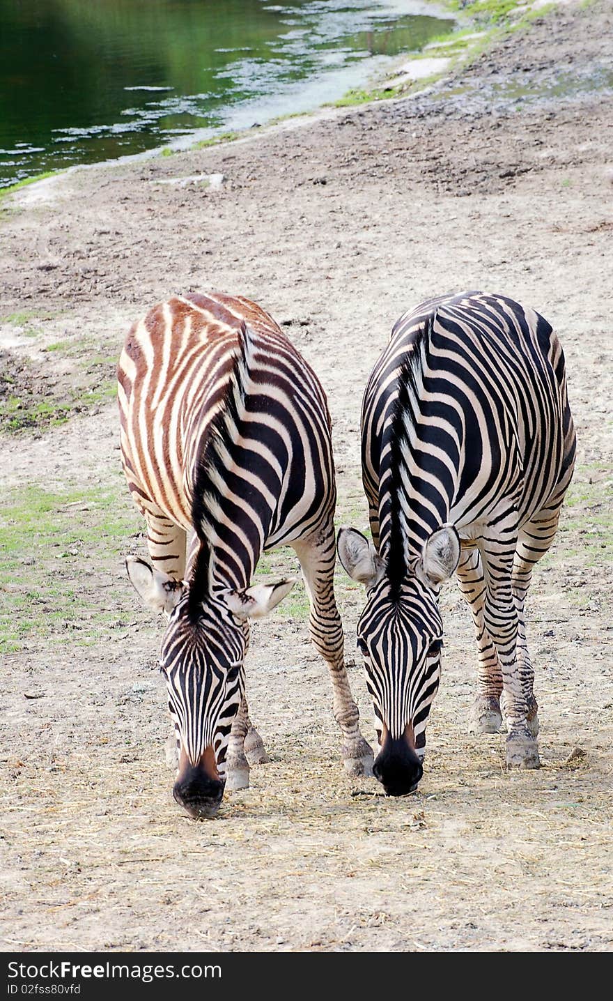 A pair of zebras feeding near water. A pair of zebras feeding near water