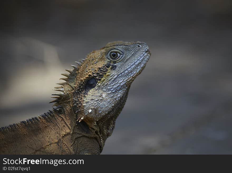 Monitor lizard or iguana in the wild from neck up. Monitor lizard or iguana in the wild from neck up