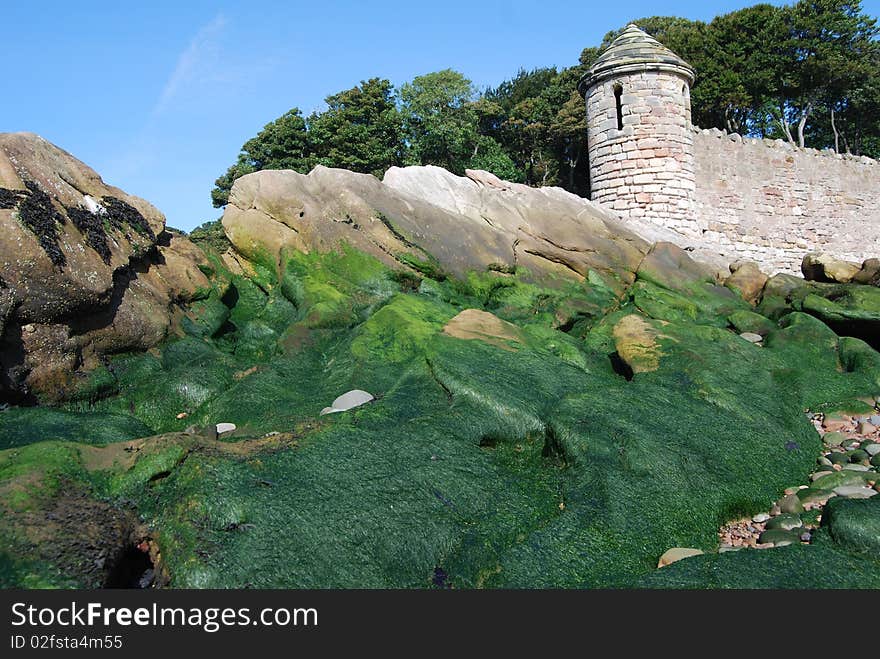 This seaweed covered rock escarpment was found on a beach walk near Dysart in Scotland. This seaweed covered rock escarpment was found on a beach walk near Dysart in Scotland