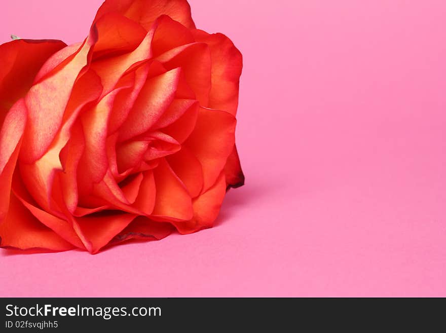 Pink rose on pink background