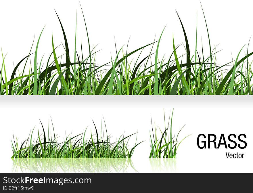 Grass Illustration