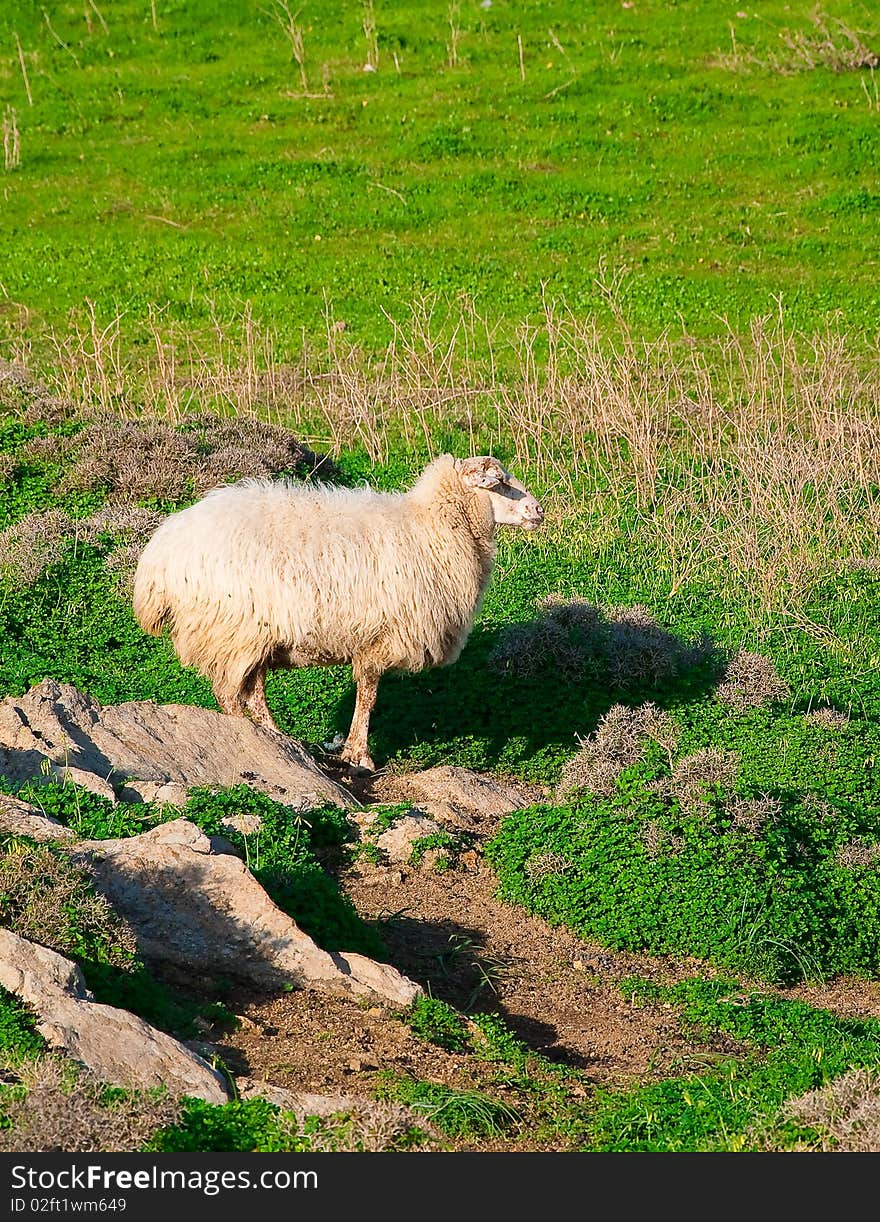 Ram on a rock in the middle of green meadows