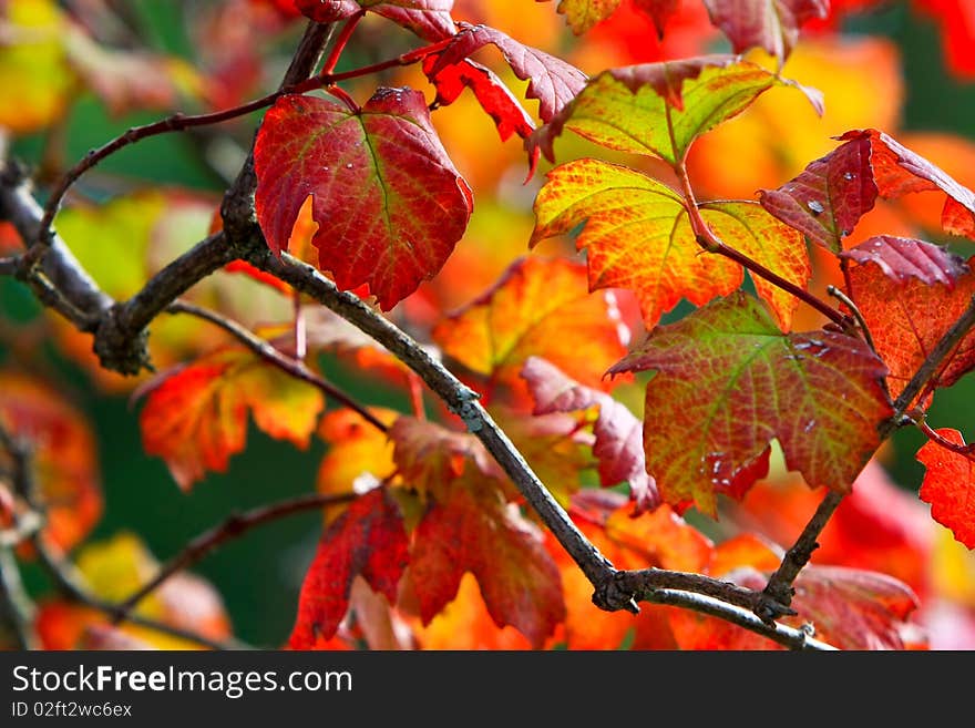 Bright autumn leaves in the morning sun. Bright autumn leaves in the morning sun.