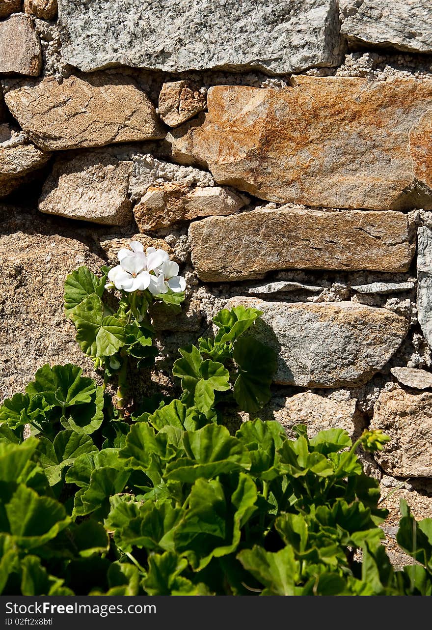 Blooming Geraniums On The Stone Wall