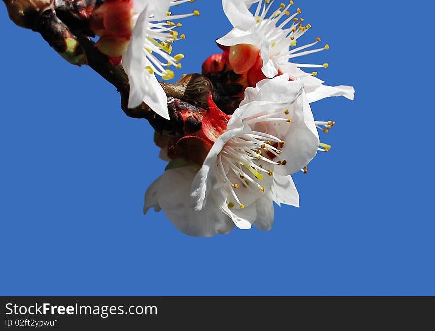 Flowering Branch Of Apricot