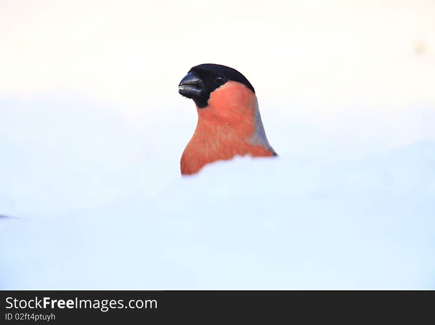 A photo of a bullfinch in winter