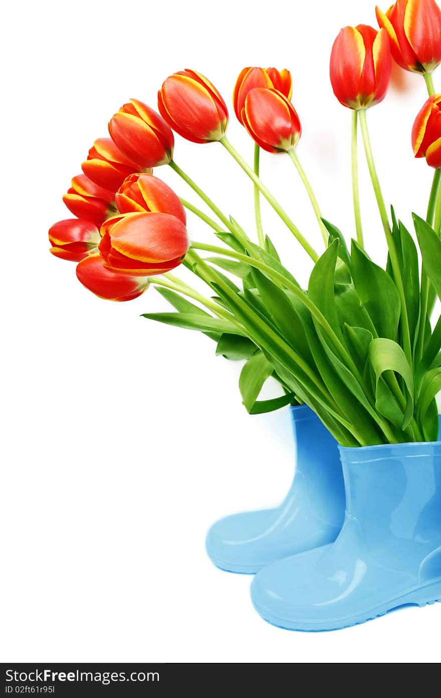 Fresh tulips in boots