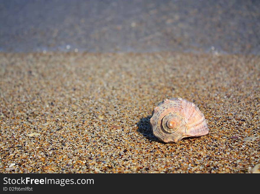 Shell on the beach, ocean behind her.