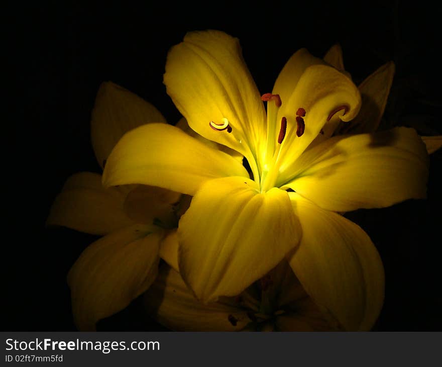 This is a yellow lily in the dark