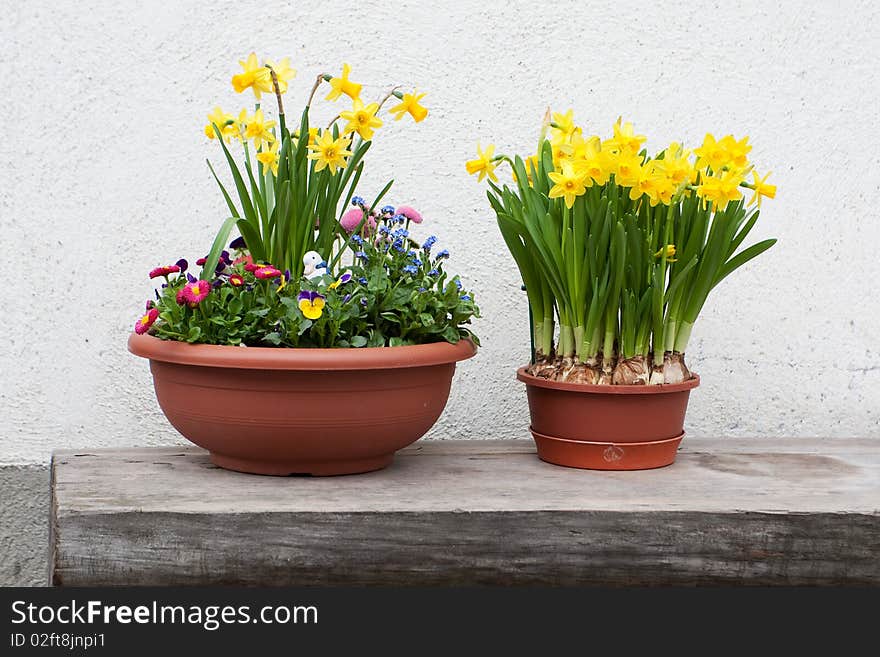 Daffodil in spring, decoration in front of house