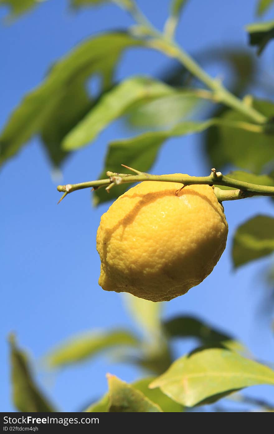 Attached to his lemon tree, behind the blue sky