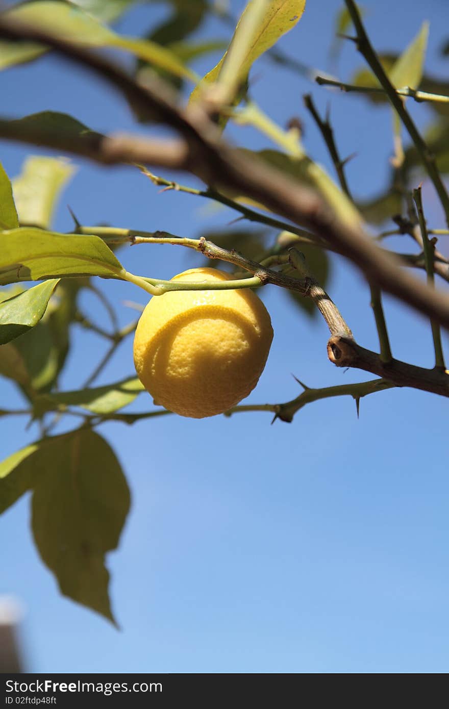 Attached to his lemon tree, behind the blue sky