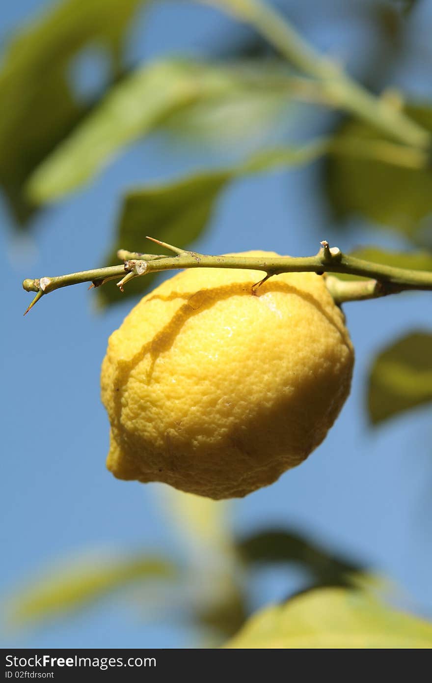 Attached to his lemon tree, behind the blue sky