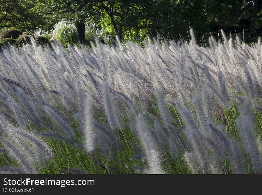 Field in the wind