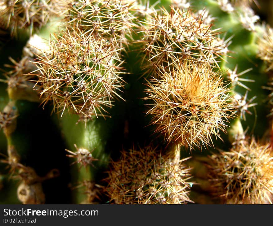 Spiny cactus blur background