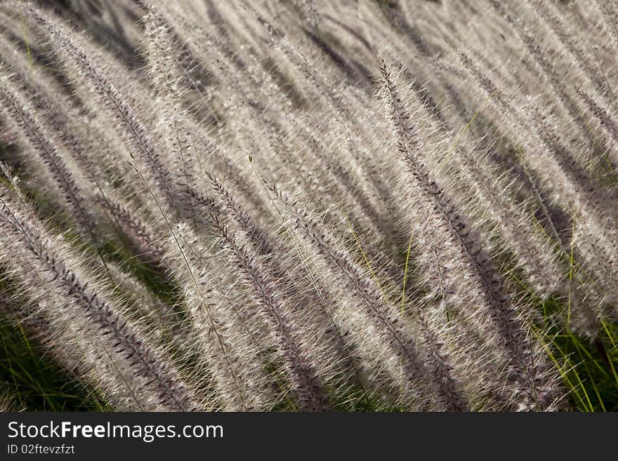 Field of flowers at sunset. Field of flowers at sunset