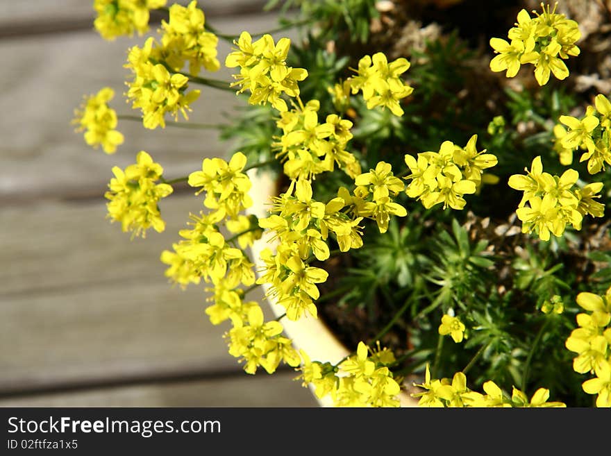 Small yellow spring flowers in a pot on wooden background