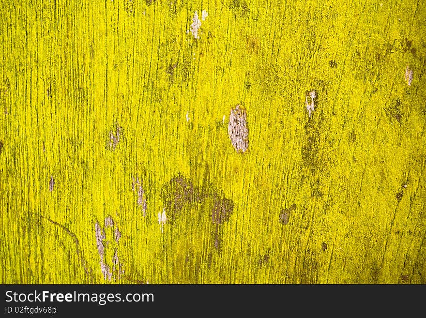 Green moss on a door.