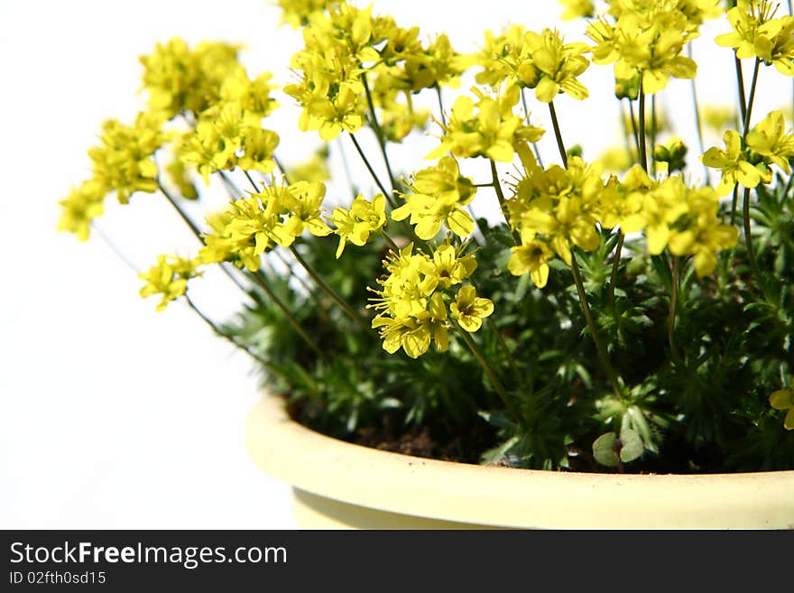 Small yellow spring flowers in a pot. Small yellow spring flowers in a pot